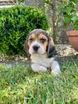 Piękny Szczeniak Beagle Tricolor