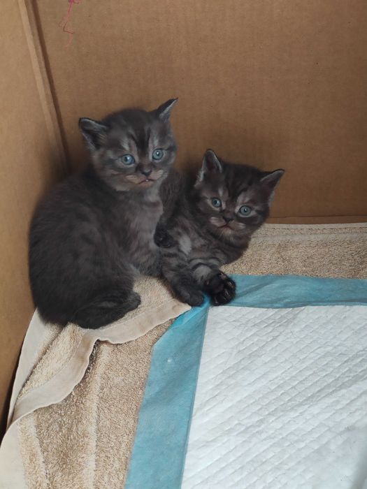Продам британских котят