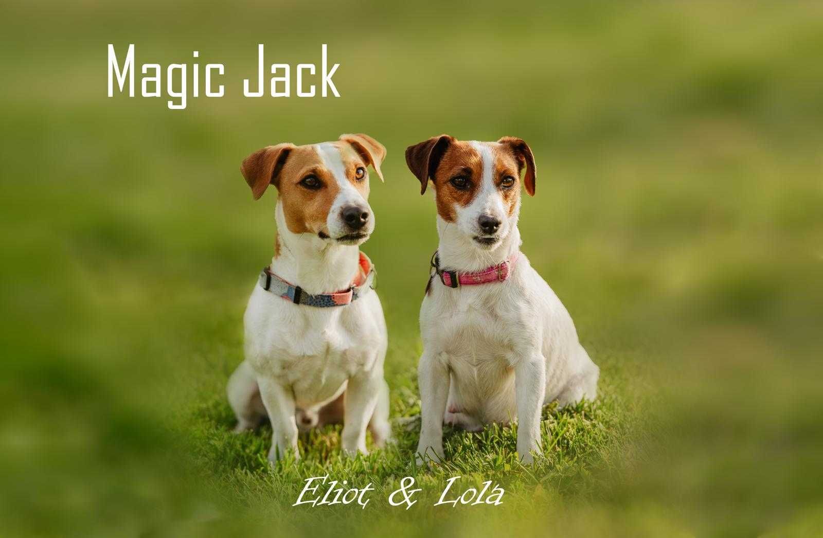 Sunia Fibi Jack Russel Terrier/ Magic Jack
