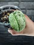 Scindapsus Cream Brulee #4