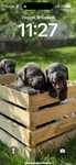 Szczenięta.  Cane Corso