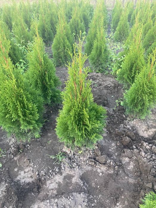 Туя Смарагд Колумна Тис Ялівець Кипарисовик