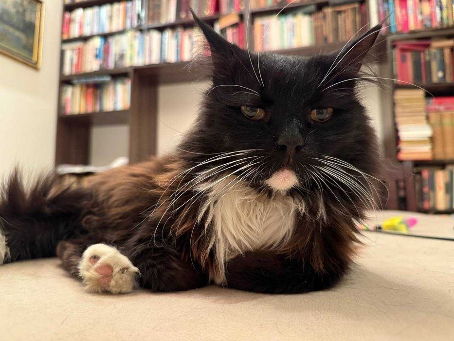 ніжний котик , лагідний кіт , пухнастий і цікавий