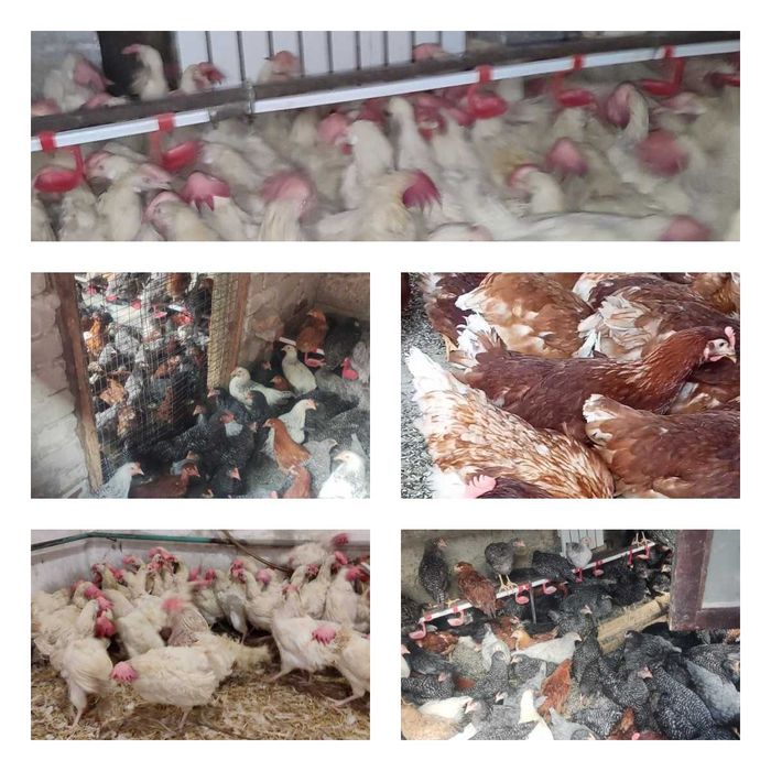 Продам кури несушки! Доставка безкоштовна. Малин