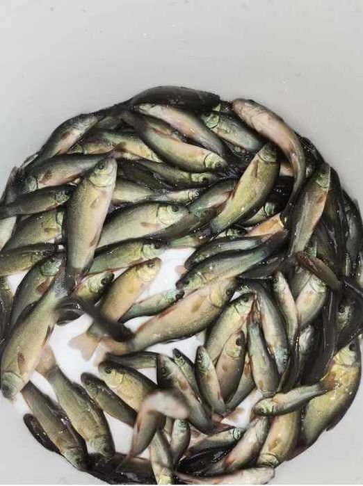 Narybek lina lin kroczek