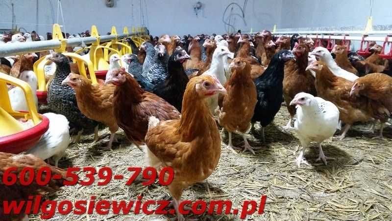 Kury nioski ROSA idealne na jajka