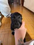 Cachorrinho para adoção responsável