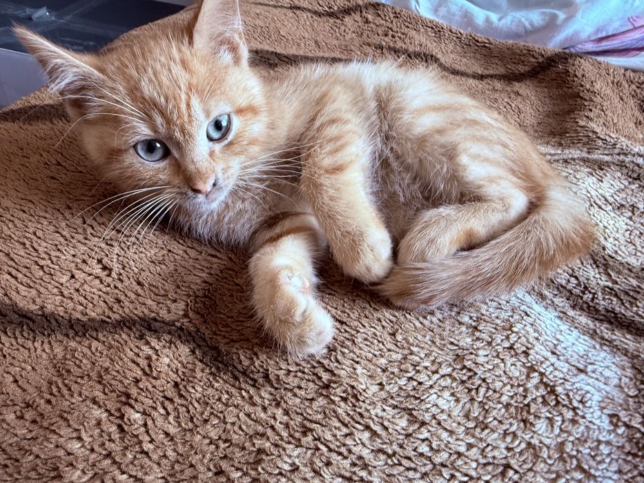 Котик червоний мрамор