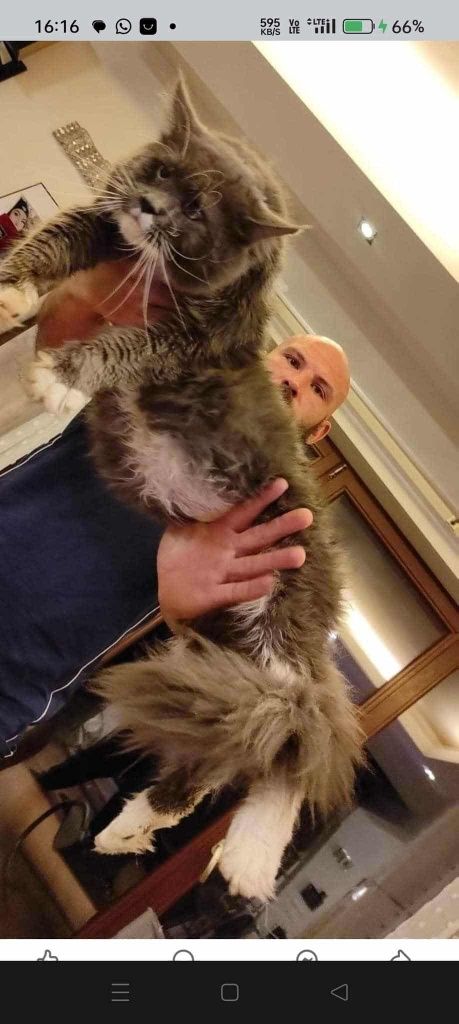 Mainecoon Kocurek czarny ze srebrem Felis Polonia