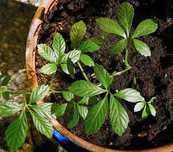 Jiaogulan ou Erva da Imortalidade
Gynostemma pentaphyllum