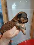 Maltipoo suczka śliczna