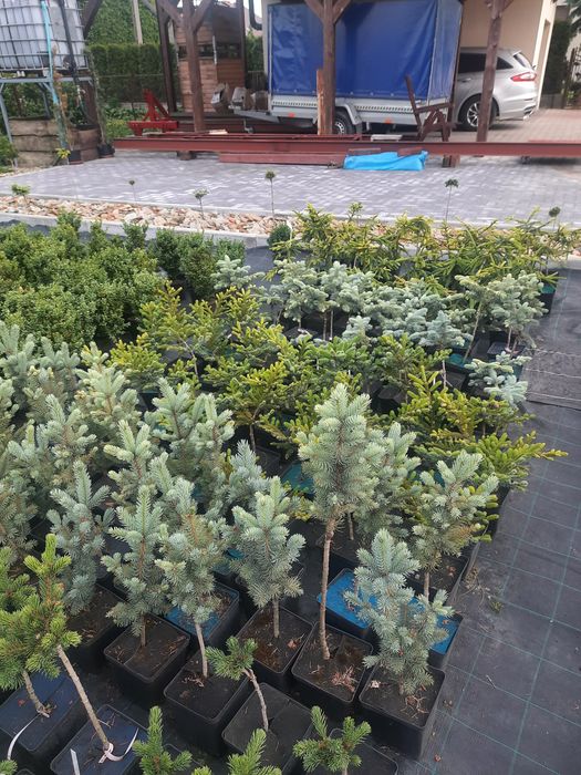 Świerk, szczepiony na pniu