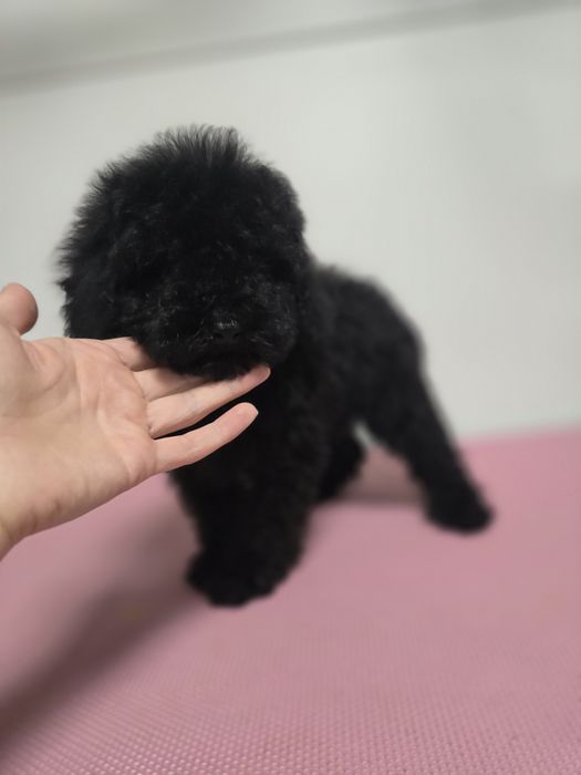 Pudel miniaturowy suczka 2miesieczna