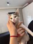 Trikolorka kiara kotka koty do adopcji oddam za darmo