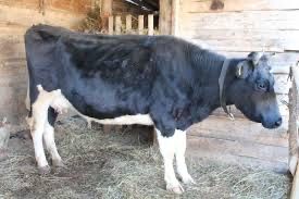 Продам корову дійну