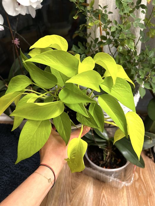 Епіпремнум сциндапсус неон