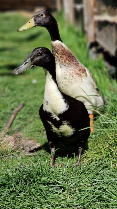 Biegusy indyjskie/pogromca ślimaków/ sprzedam
