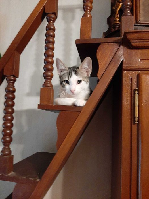 4 lindos gatinhos asseados, já comem e são muito brincalhões