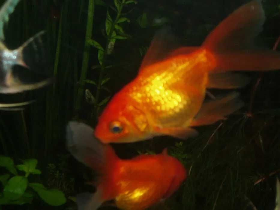 Золотая рыбка для пруда или аквариума