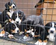 Entlebucher szczeniak gotowy do zmiany domu