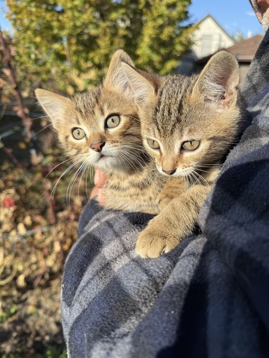 Віддам пухнастий релакс в добрі руки