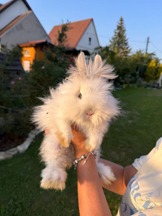 Królik długowłosy miniaturka