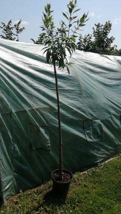 chitalpa taszkiencka szczepiona w doniczce katalpa nana  nowość