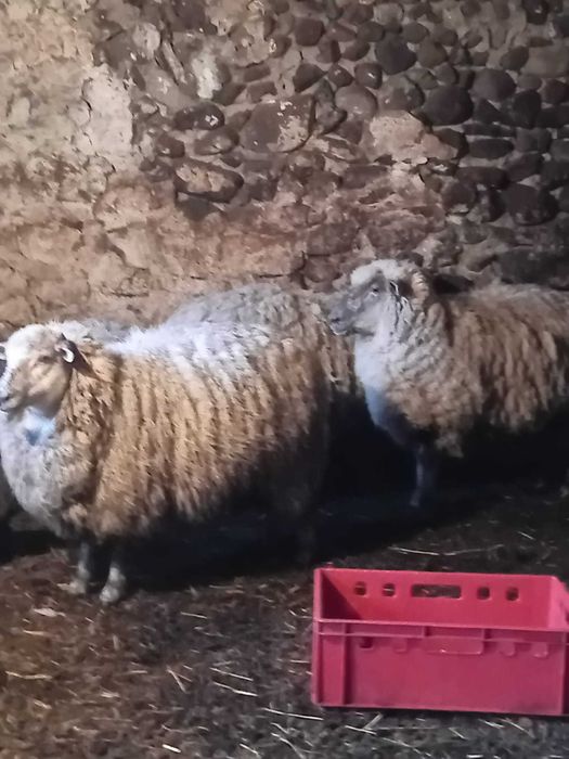 Sprzedam owce i owieczki