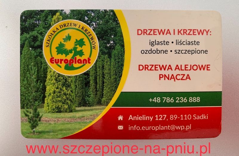 TUJA Danica Aurea 20 cm Średnica cena 25 zł