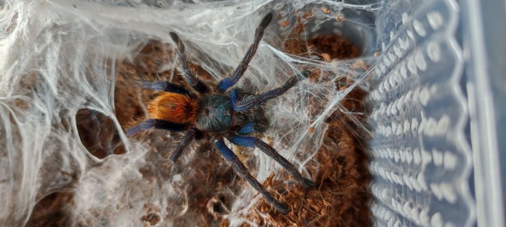 Chromatopelma cyaneopubescens