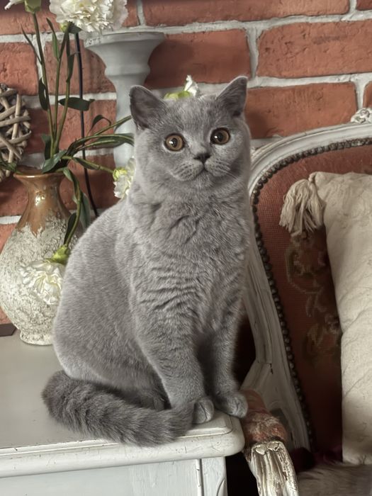 Piękna kotka brytyjska niebieska