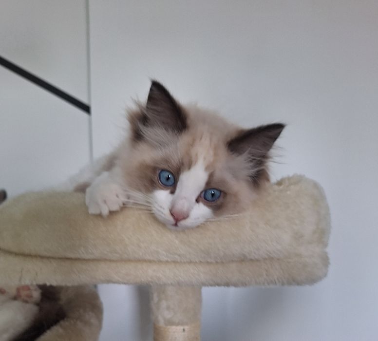Idealny kocurek Ragdoll Chili gotowy do nowego domu