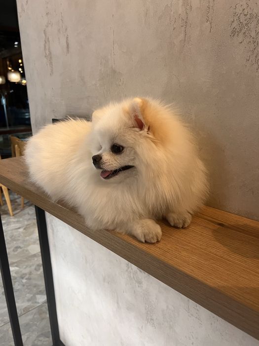 Хлопчик шукає дівчинку