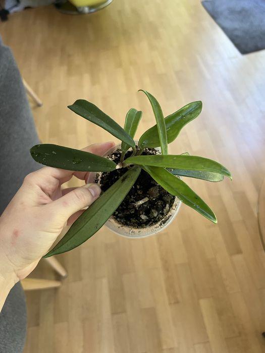 Hoja hoya shepherdii