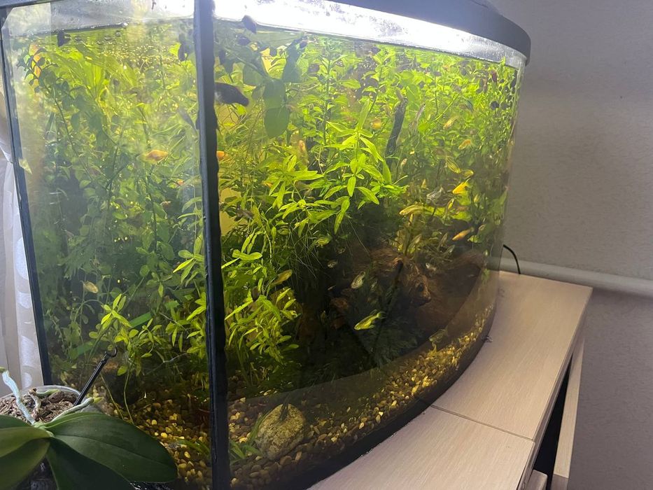 Аквариум 100 литров в хорошем состоянии с налаженной биосистемой