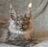 Kocurek Maine Coon do hodowli