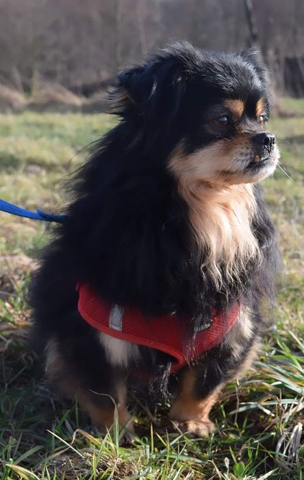 Mały waleczny lew szuka domu