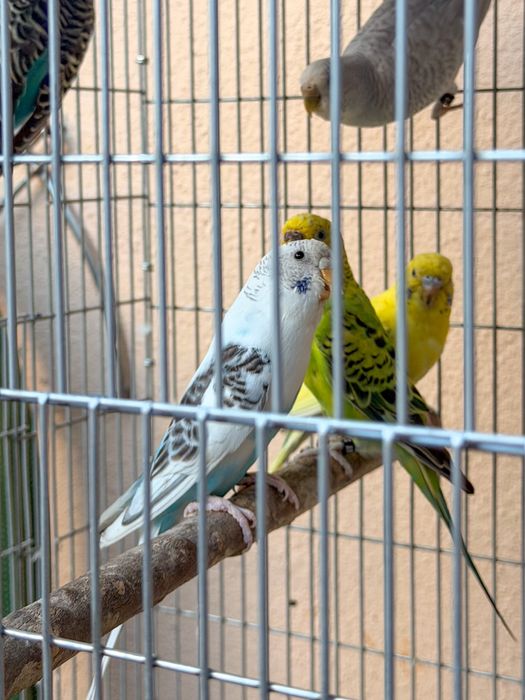 Periquitos-australianos (Criador Legal ICNF)