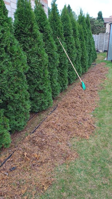 REGENERACJA TUJI  czyszczenie,formowanie zieleni