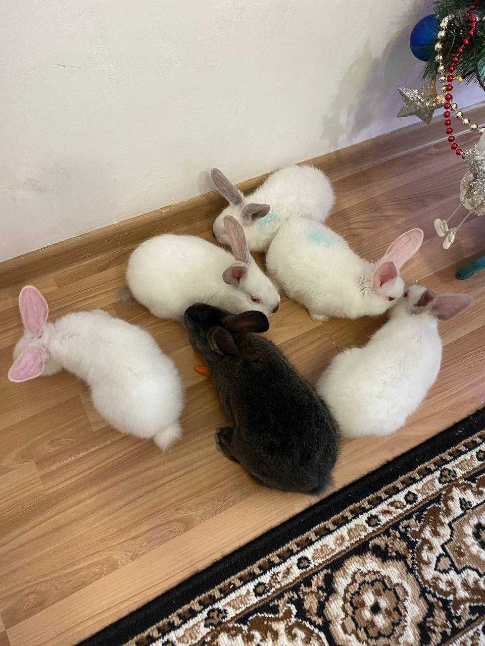 Кролики 2 місяці