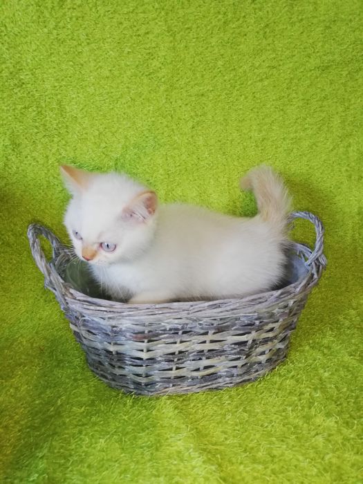 Kot kocięta koty brytyjski Gotowy do odbioru