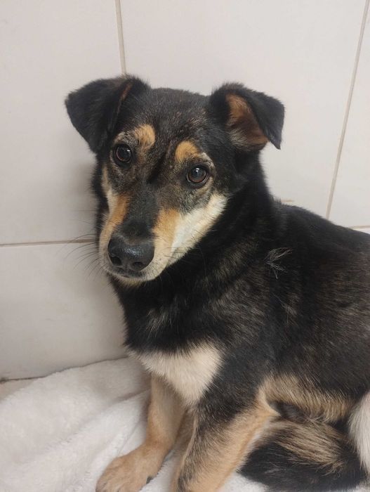 Piesek około 2 lata