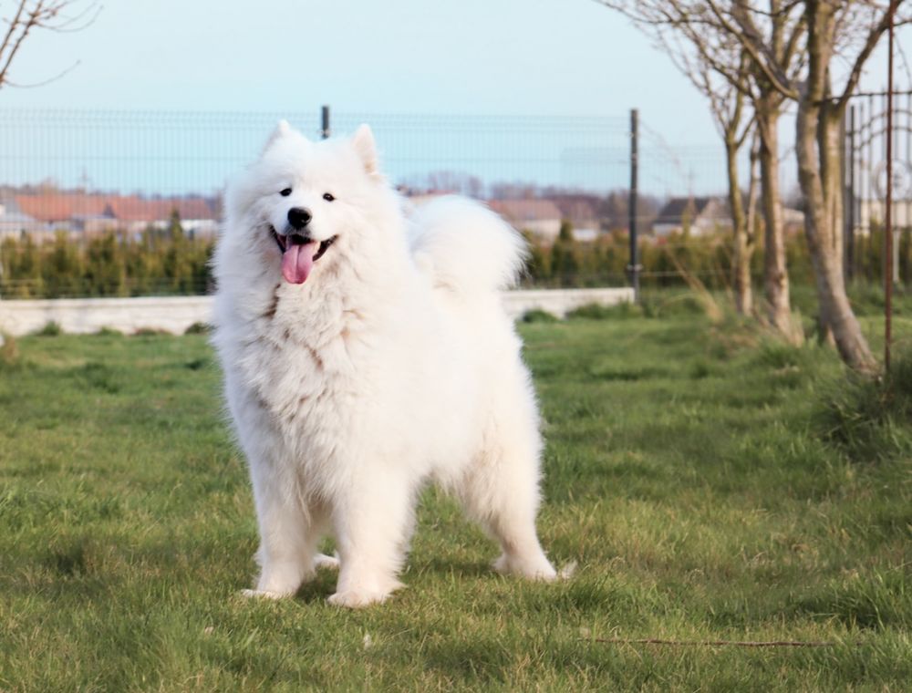 Samoyed ostatni Pies FCI/ZKwP !!