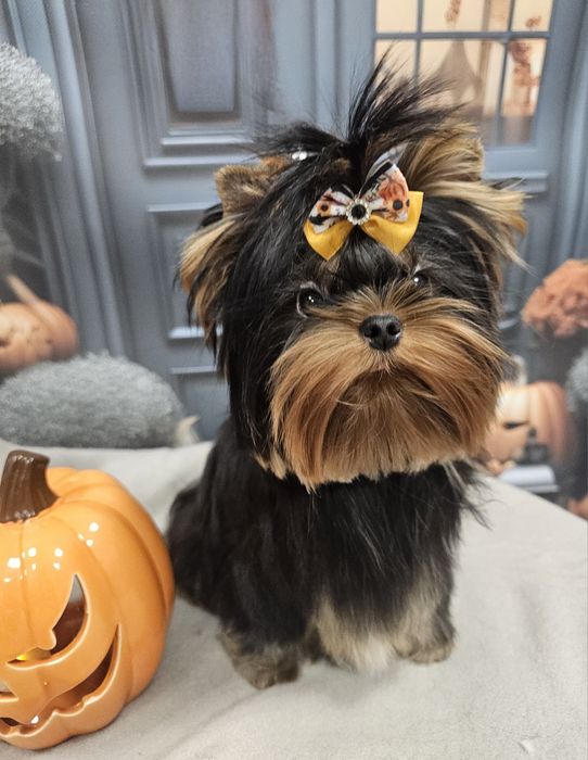 York yorki piesek mini zkwp fci