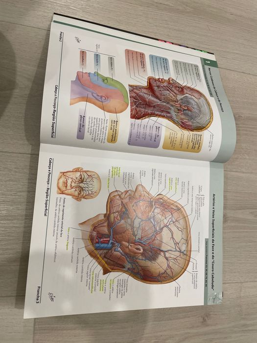 Netter atlas de anatomia humana 5 Ed em português
