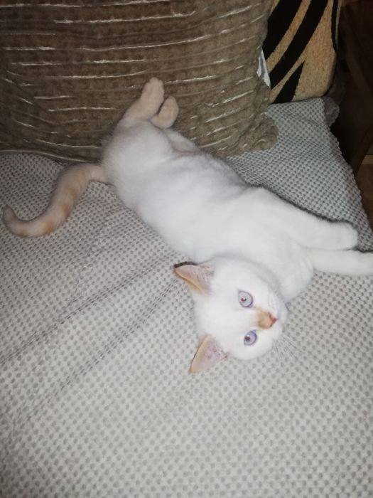 Kot kocięta koty kotki brytyjski Gotowy do odbioru