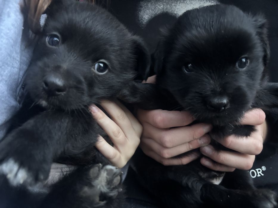 Pieski oddam w dobre rece