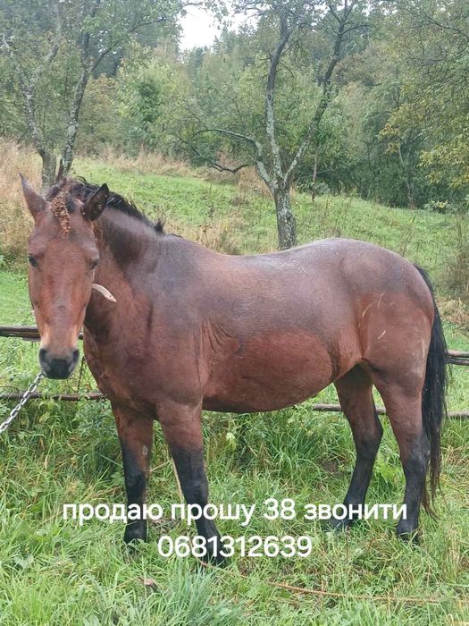 Продам кобилу молоду 4.5 роки