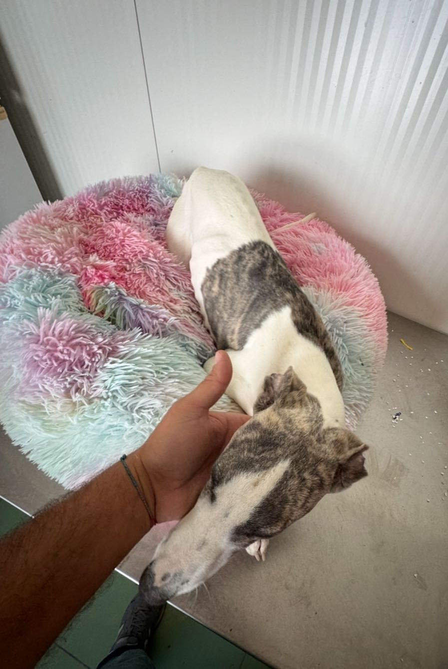 Galguinho whippet.