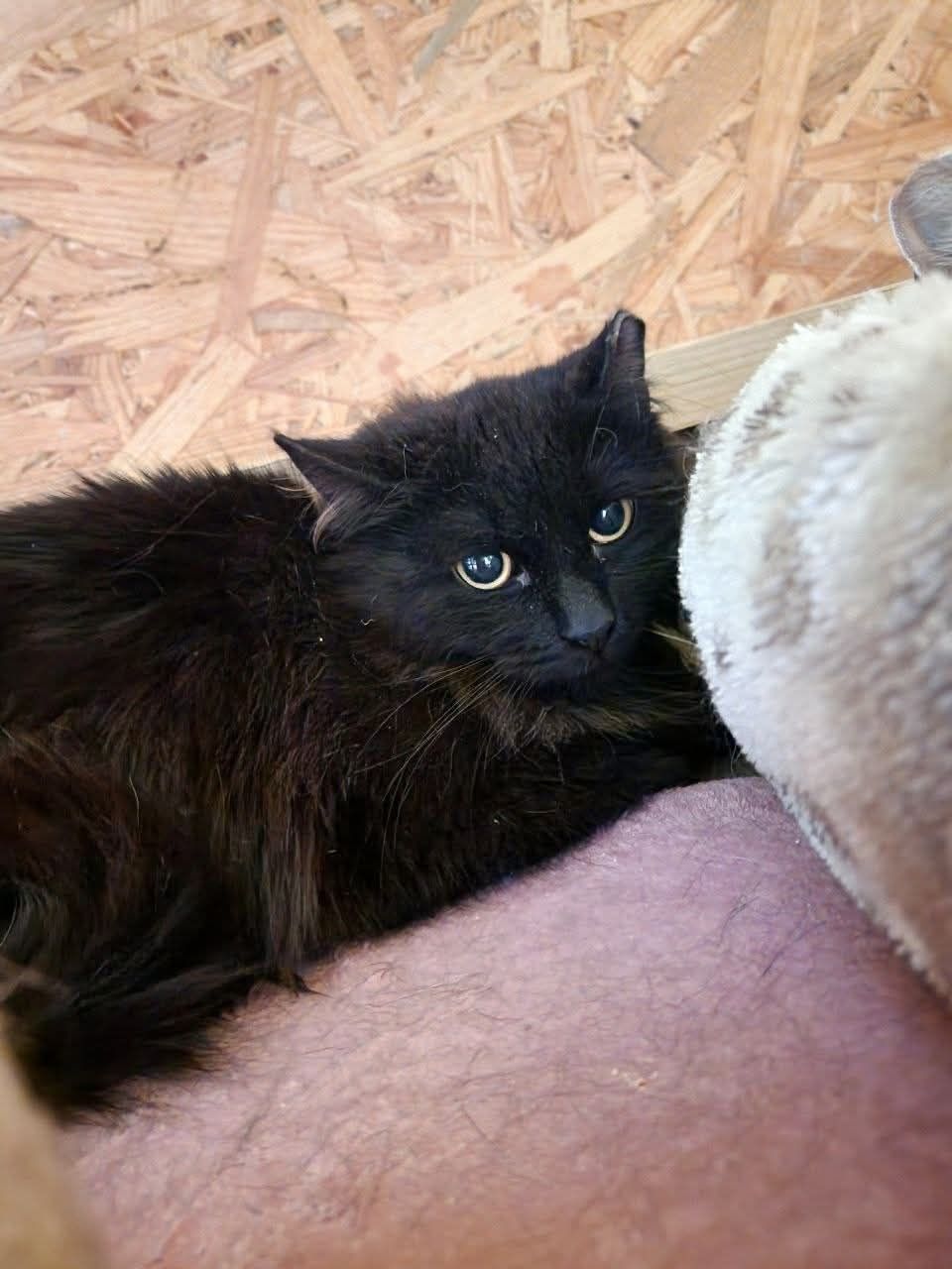 Cher szuka odpowiedzialnego domku
